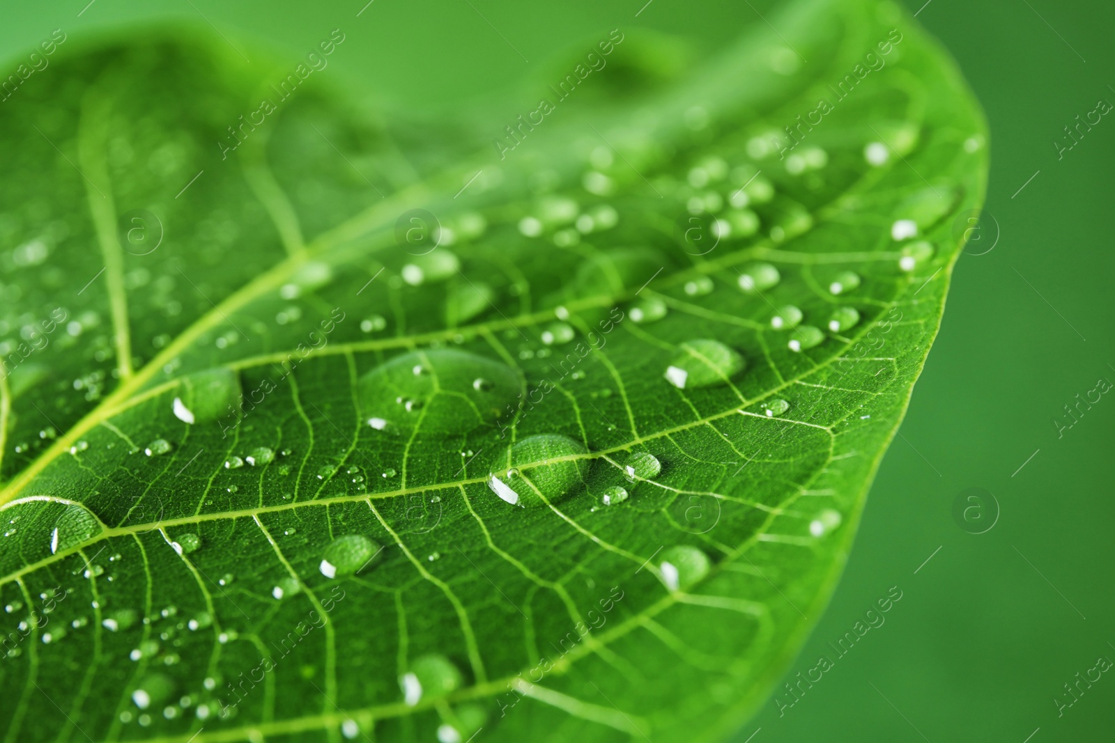 Photo of Beautiful green leaf with water drops, closeup