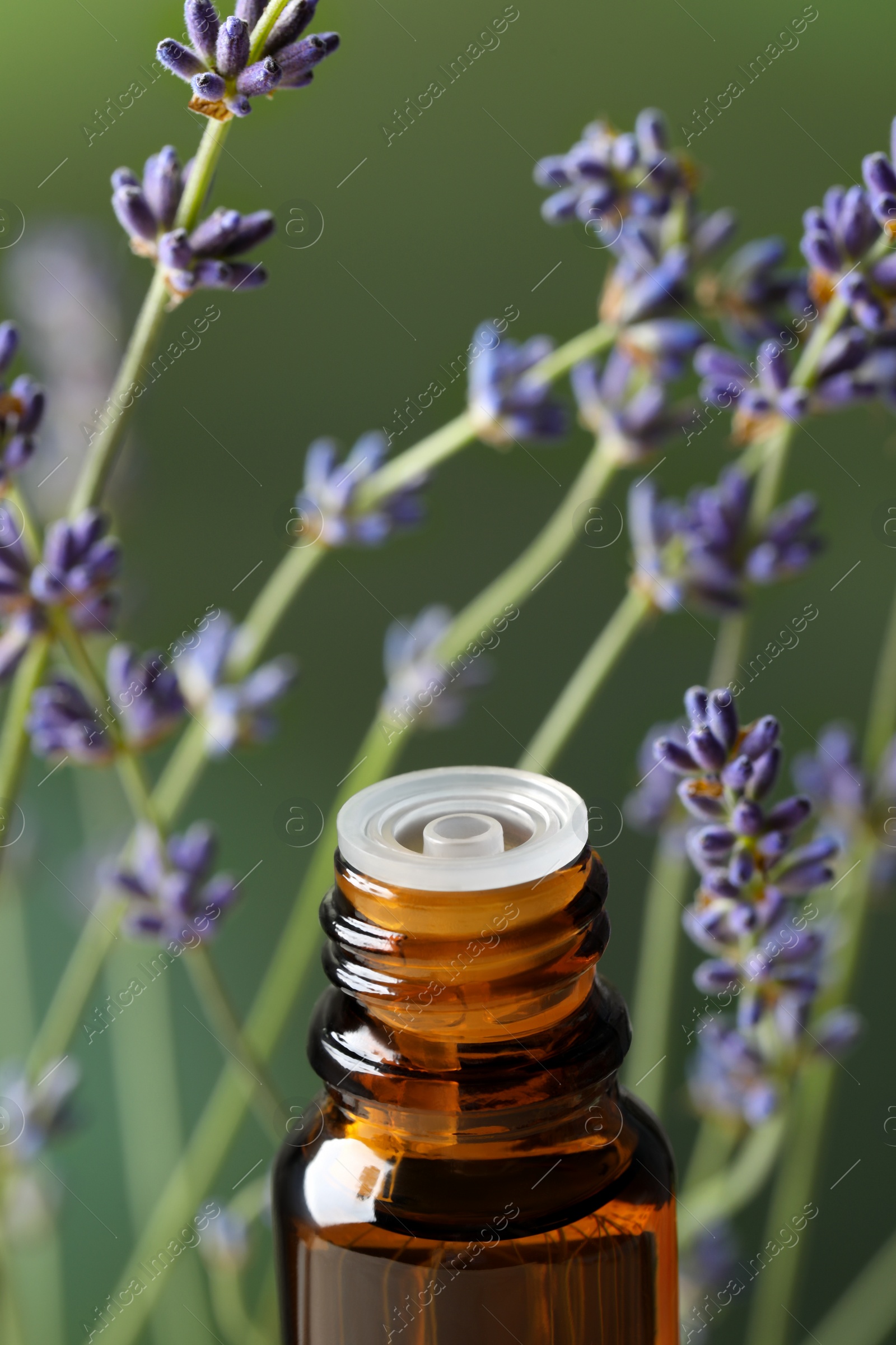 Photo of Bottle with essential oil near lavender on green background, closeup