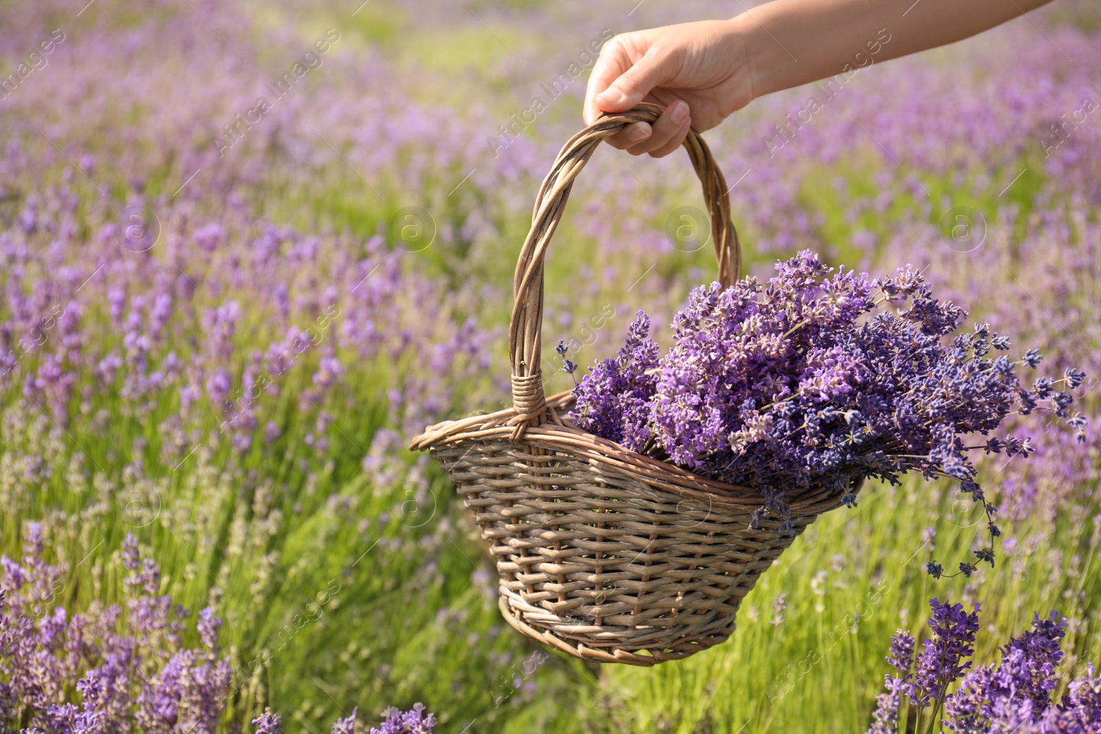 Photo of Young woman holding wicker basket with lavender flowers in field, closeup