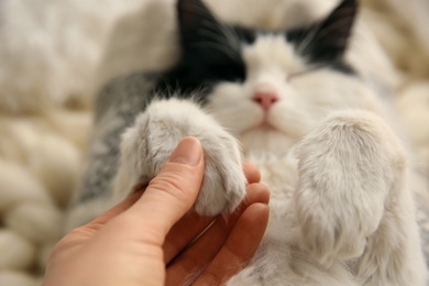 Photo of Woman stroking adorable cat, focus on paws