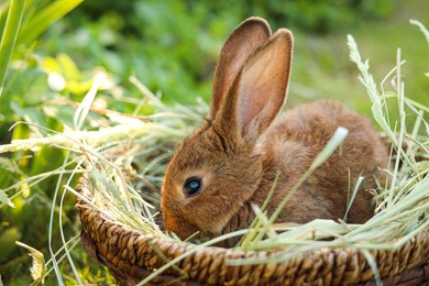 Photo of Cute fluffy rabbit in wicker bowl with dry grass outdoors