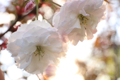 Photo of Blossoming pink sakura tree outdoors on spring day, closeup