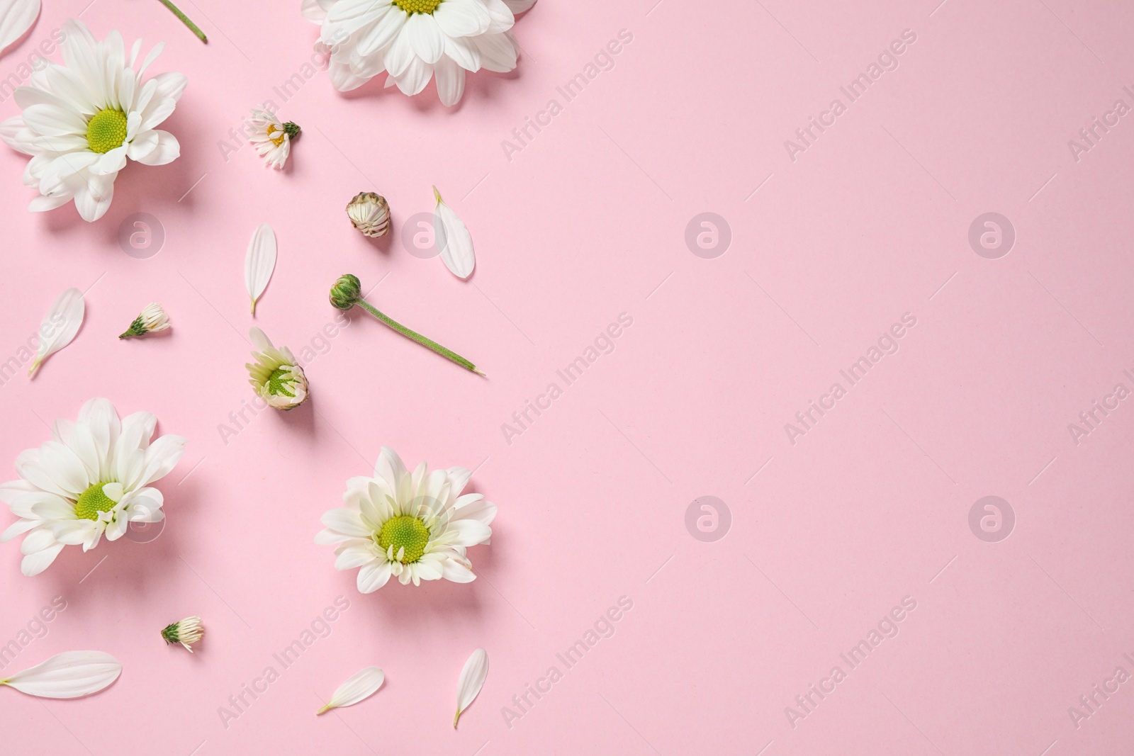 Photo of Beautiful white chamomile flowers on pink background, flat lay. Space for text