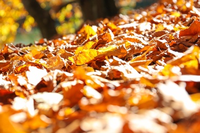 Photo of Ground covered with fallen leaves on sunny autumn day