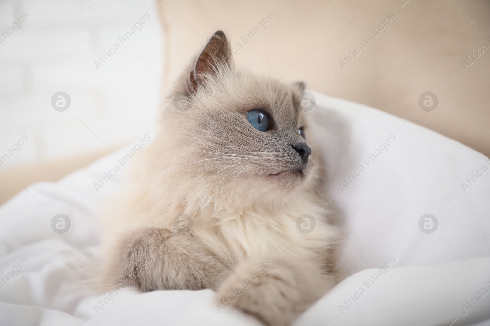 Photo of Adorable Birman cat under blanket at home