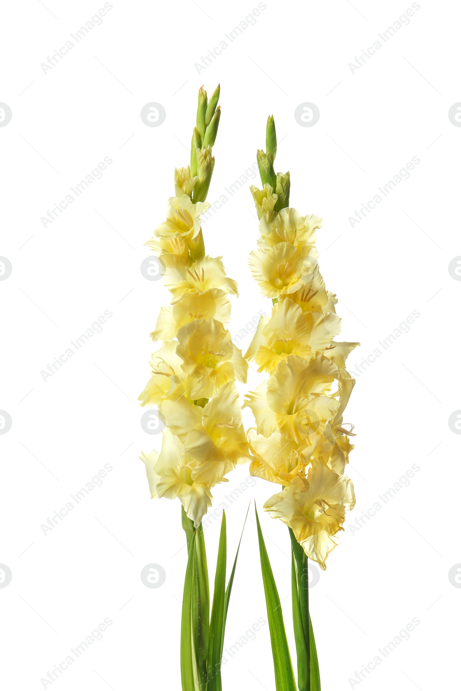 Photo of Beautiful gladiolus flowers on white background