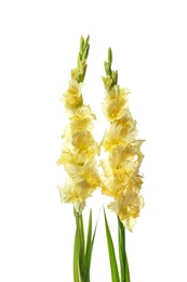 Photo of Beautiful gladiolus flowers on white background