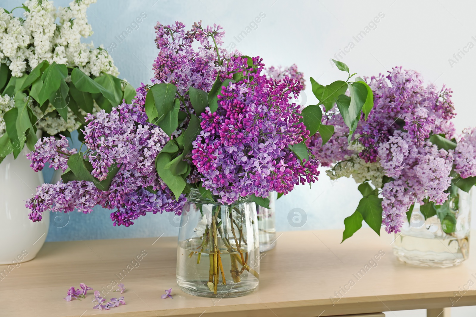 Photo of Vases with beautiful blossoming lilac on table against light background. Spring flowers