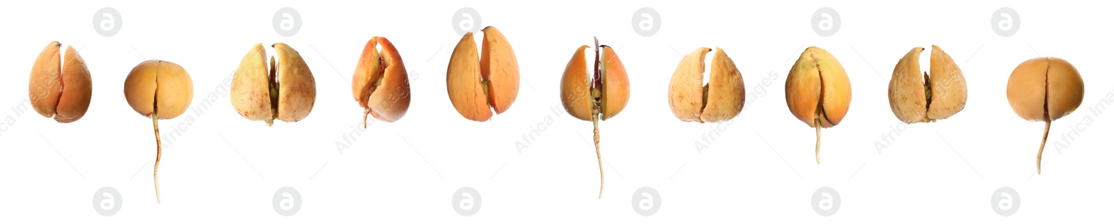 Image of Set of avocado pits with sprouts on white background, banner design