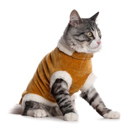Photo of Cute cat wearing stylish pet clothes on white background