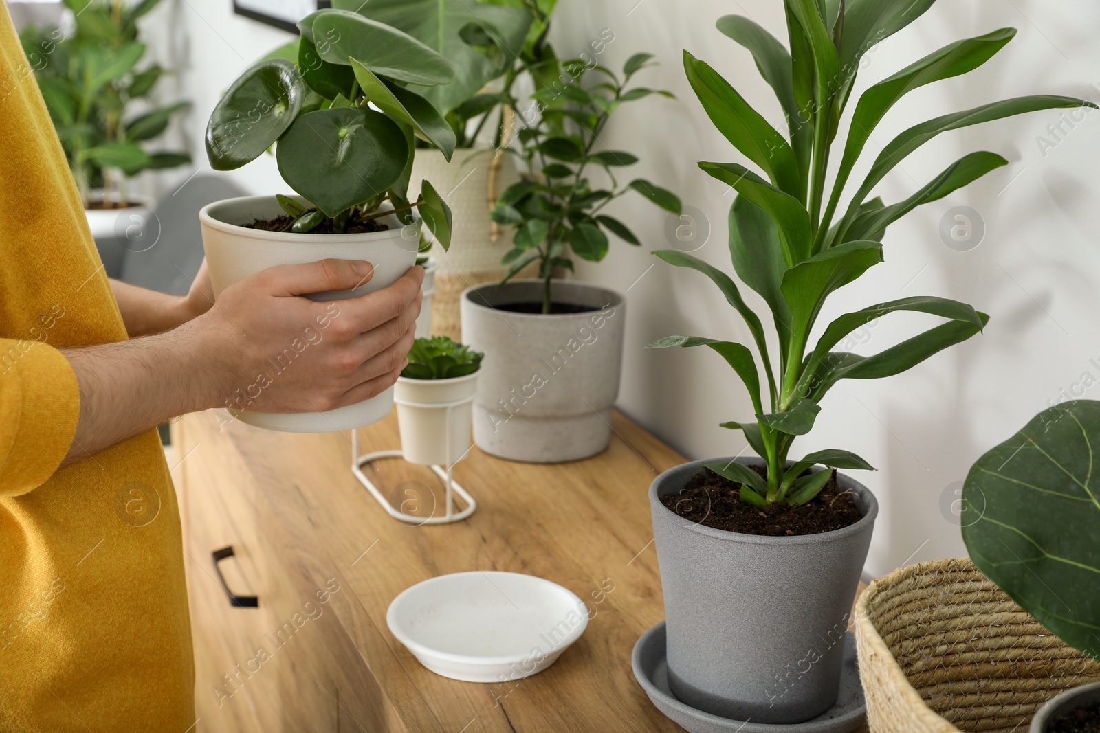 Photo of Woman with beautiful green houseplant indoors, closeup