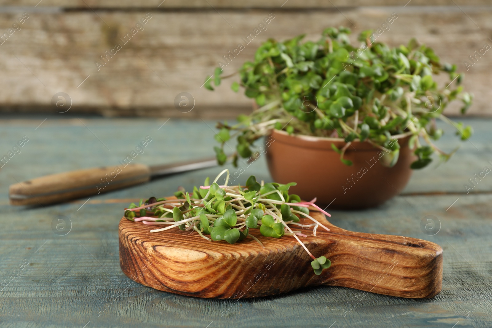 Photo of Board with cut fresh radish microgreens on light blue wooden table