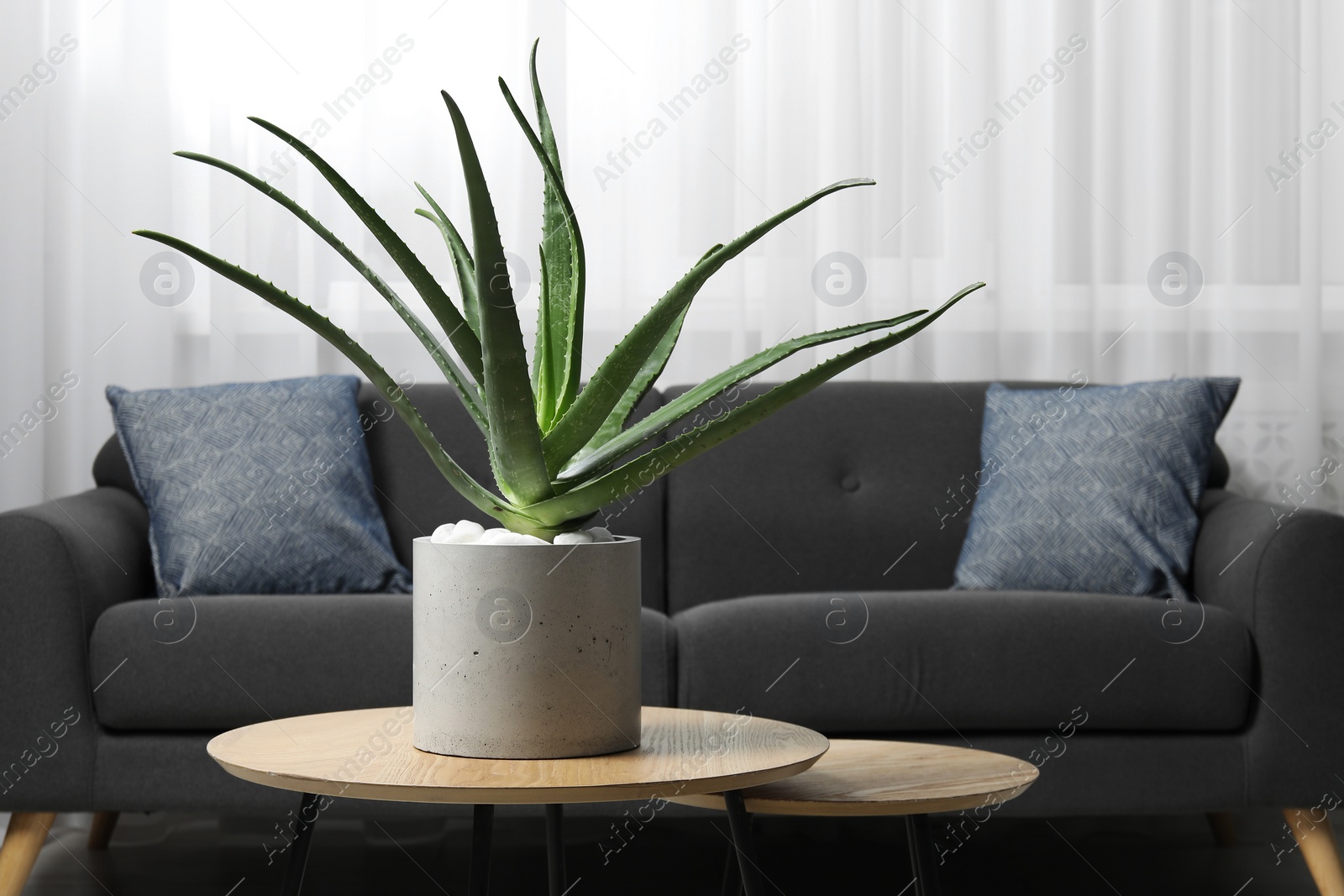 Photo of Beautiful potted aloe vera plant on table in room, space for text