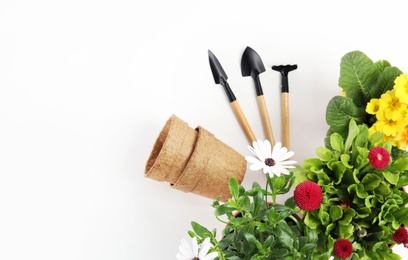 Blooming flowers and gardening equipment on white background, top view