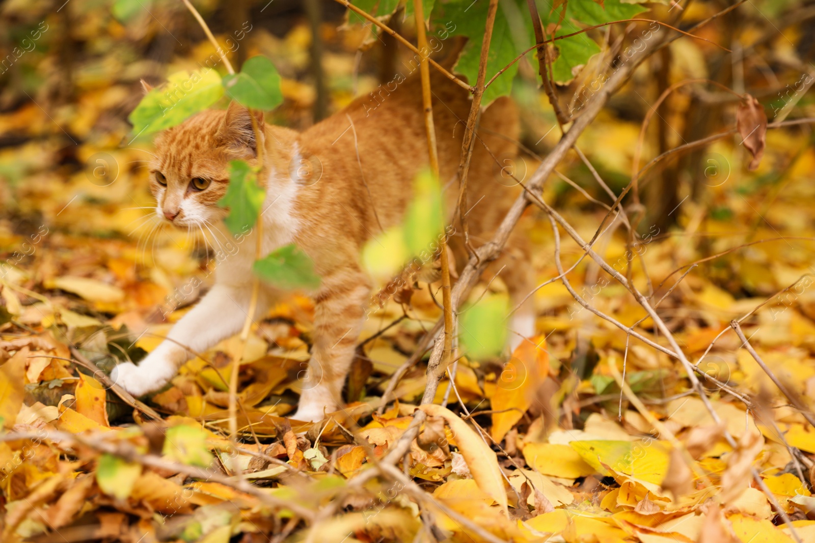 Photo of Adorable cat on colorful leaves in autumn park
