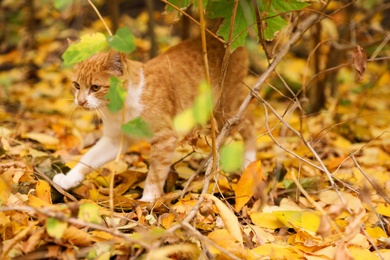 Adorable cat on colorful leaves in autumn park