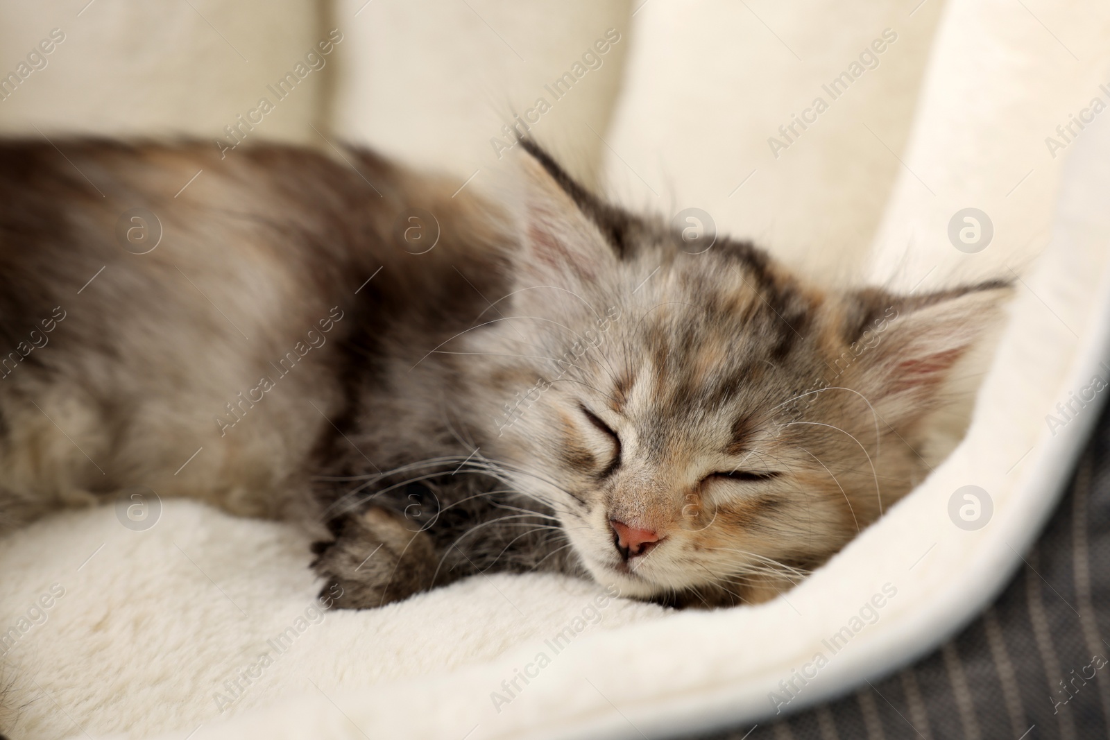 Photo of Cute fluffy kitten sleeping on pet bed