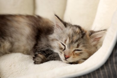 Photo of Cute fluffy kitten sleeping on pet bed