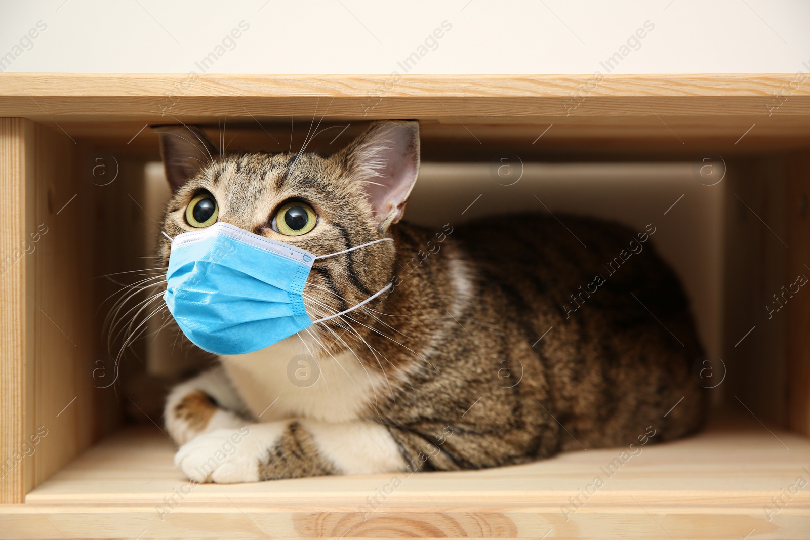 Image of Cute fluffy cat in medical mask on wooden shelf. Virus protection for animal