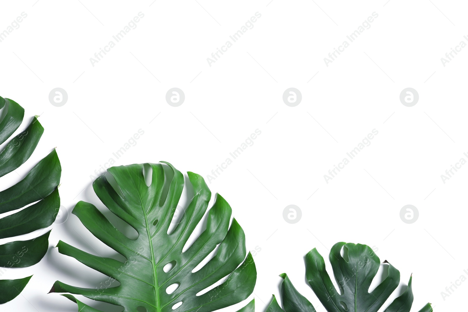 Photo of Green fresh monstera leaves on white background, top view. Tropical plant