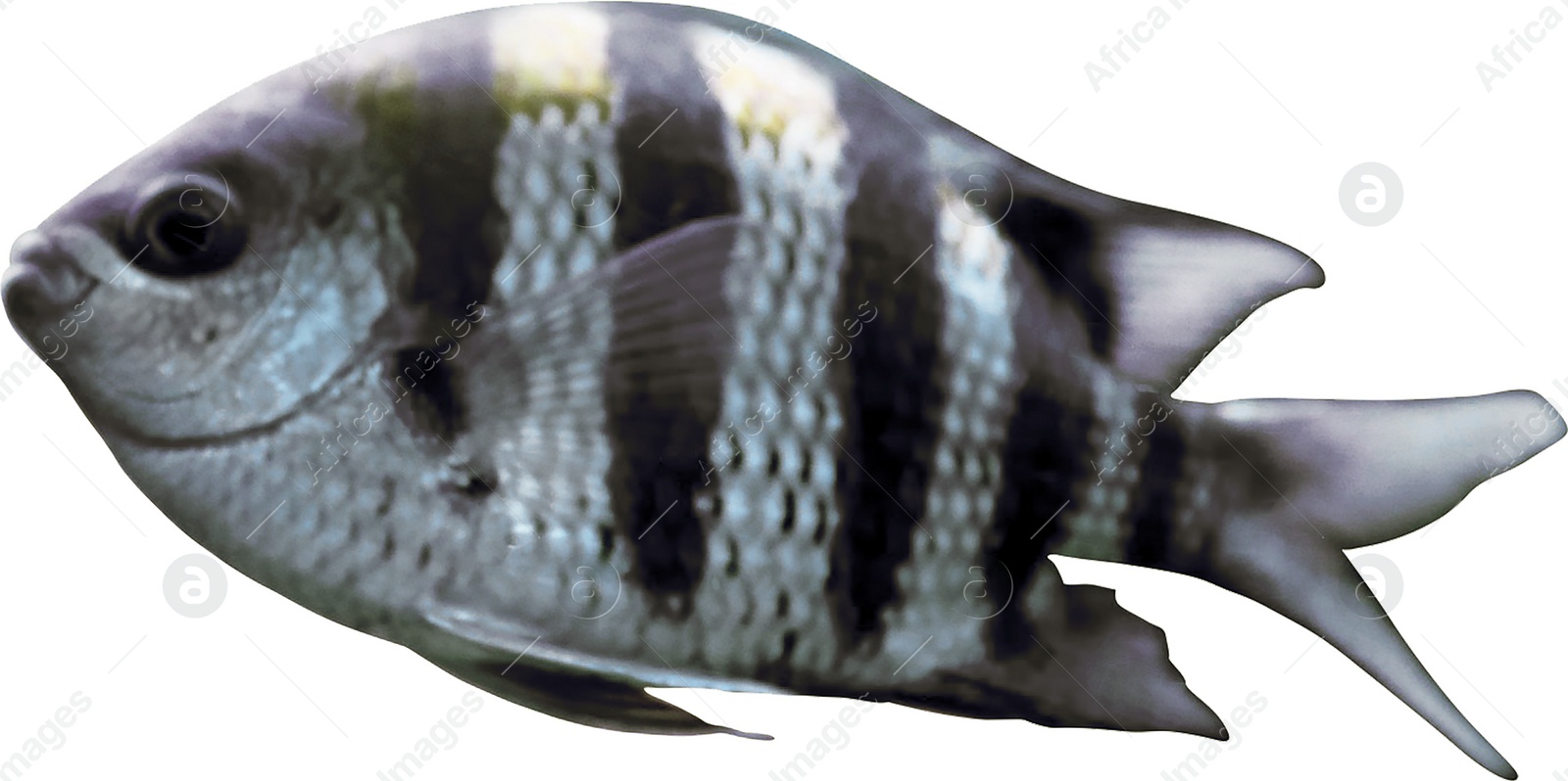 Image of Beautiful sergeant major fish on white background 