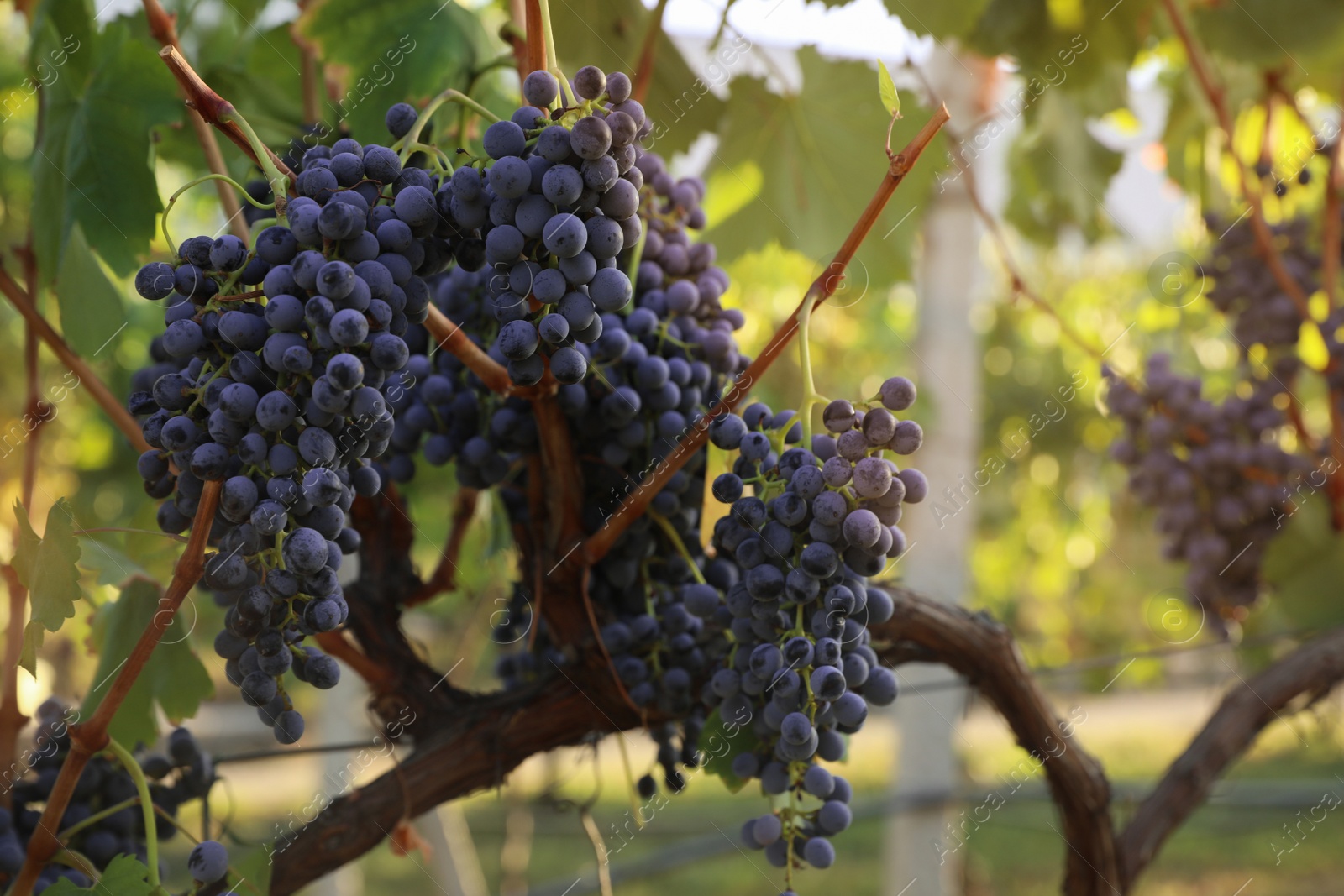 Photo of Delicious ripe grapes in vineyard. Harvest season