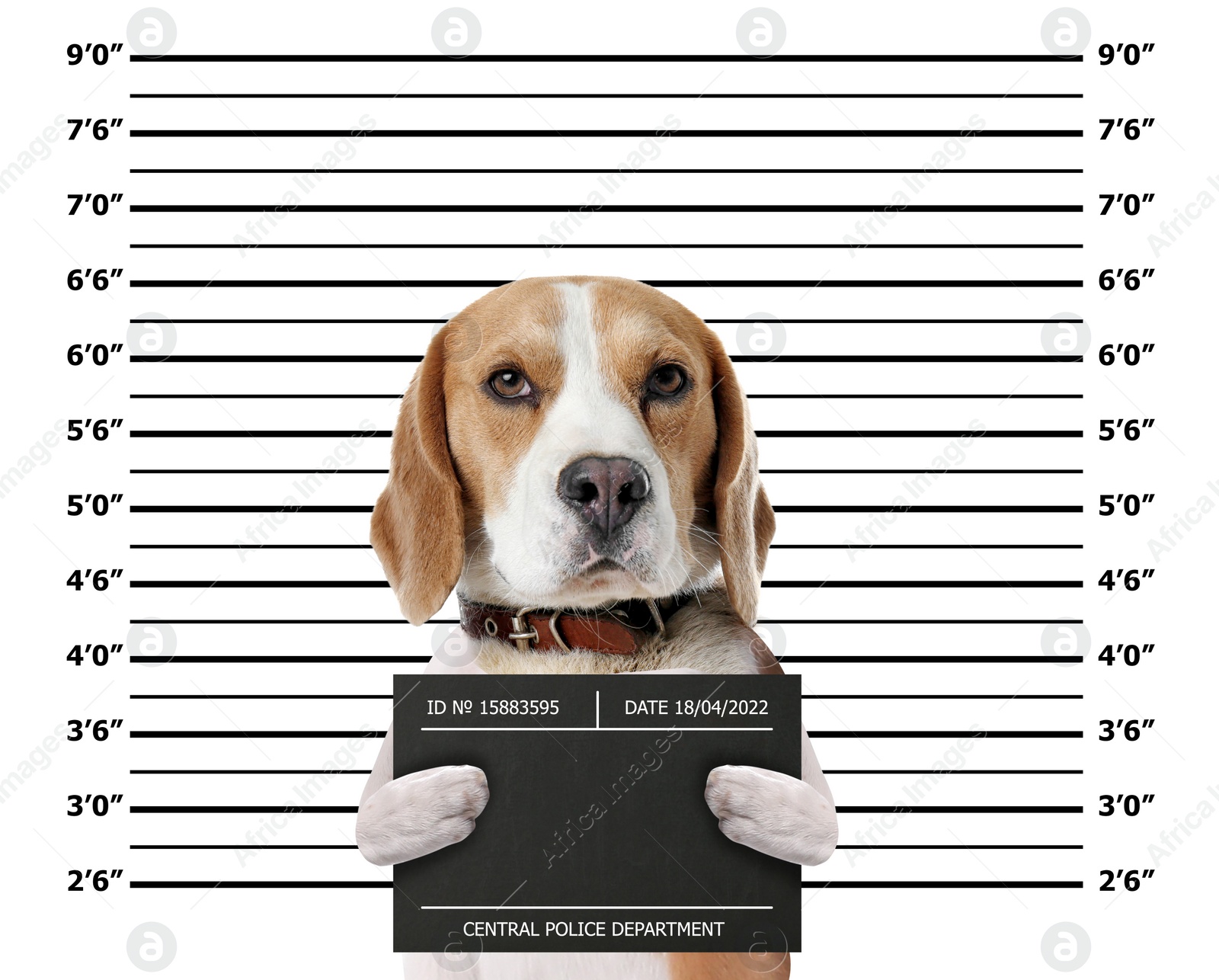 Image of Arrested Beagle with mugshot board against height chart. Fun photo of criminal