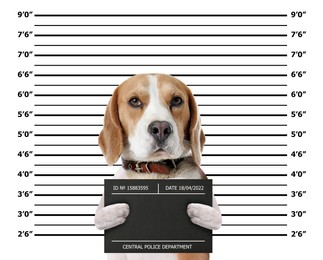 Arrested Beagle with mugshot board against height chart. Fun photo of criminal