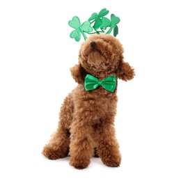 Image of St. Patrick's day celebration. Cute Maltipoo dog wearing headband with clover leaves and green bow tie isolated on white