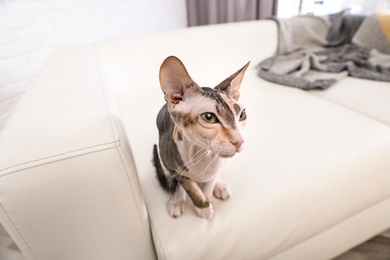 Photo of Adorable Sphynx cat on sofa at home. Cute friendly pet