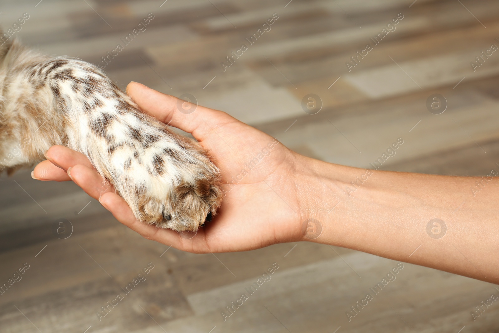 Photo of Woman holding dog's paw indoors, closeup view