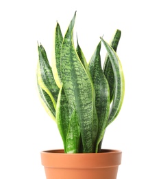 Photo of Beautiful sansevieria plant in pot on white background. Home decor