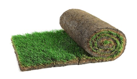 Photo of Rolled sod with grass on white background