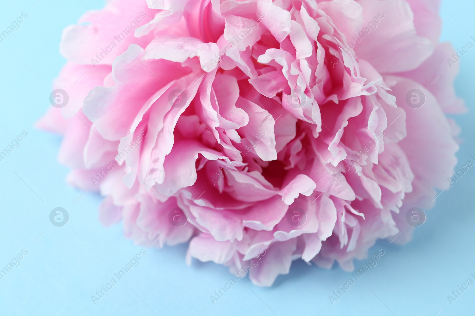 Photo of Beautiful peony flower on light blue background, closeup