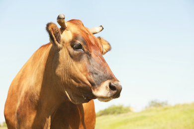 Photo of Beautiful brown cow outdoors on sunny day. Animal husbandry