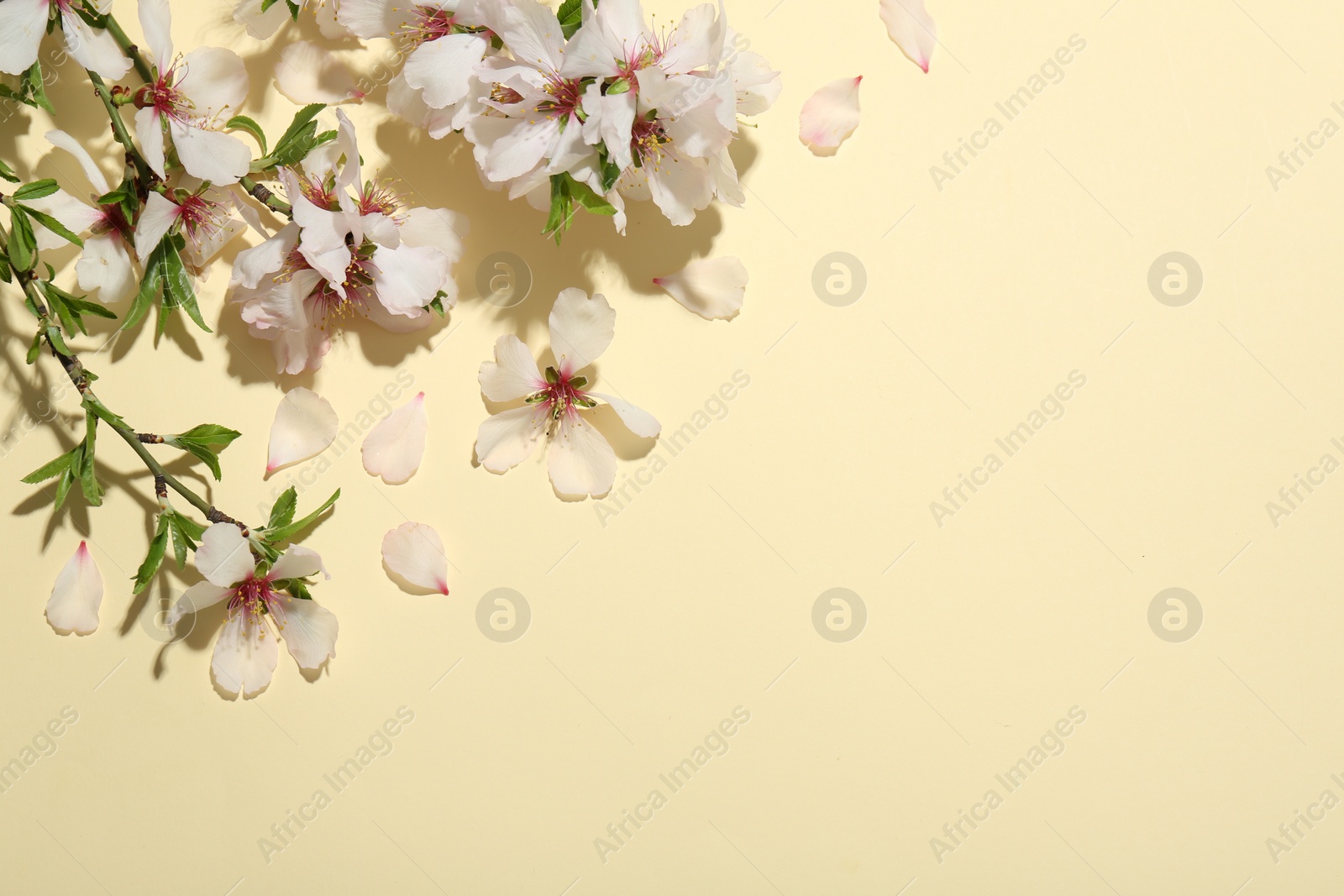 Photo of Spring branches with beautiful blossoms, petals and leaves on beige background, top view. Space for text