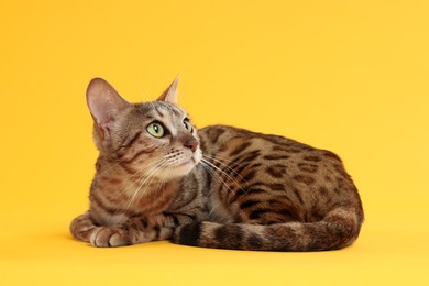 Photo of Cute Bengal cat on orange background. Adorable pet