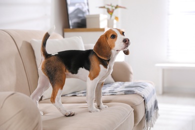 Photo of Cute Beagle puppy on sofa indoors. Adorable pet