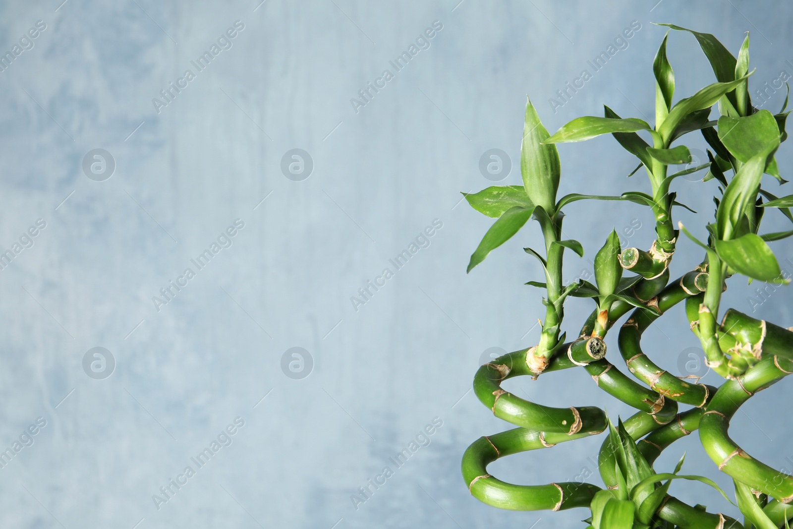 Photo of Green bamboo plant on color background. Space for text