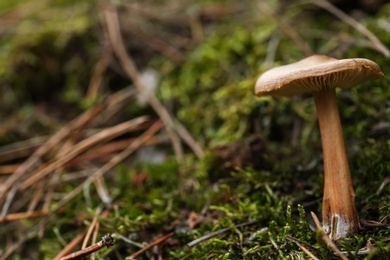 Photo of Mushroom growing in wilderness on autumn day, closeup