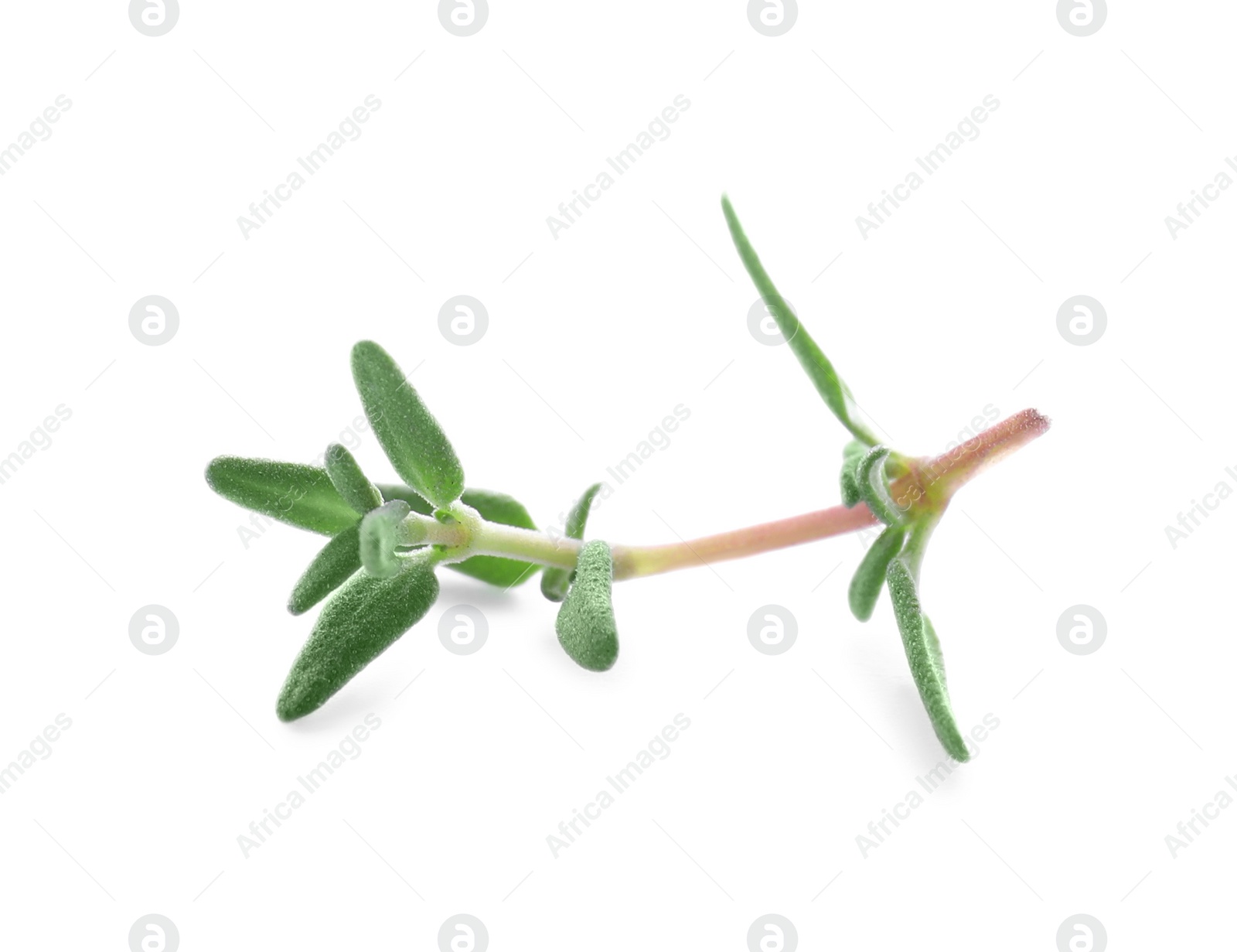 Photo of Fresh green thyme sprig isolated on white