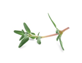 Fresh green thyme sprig isolated on white