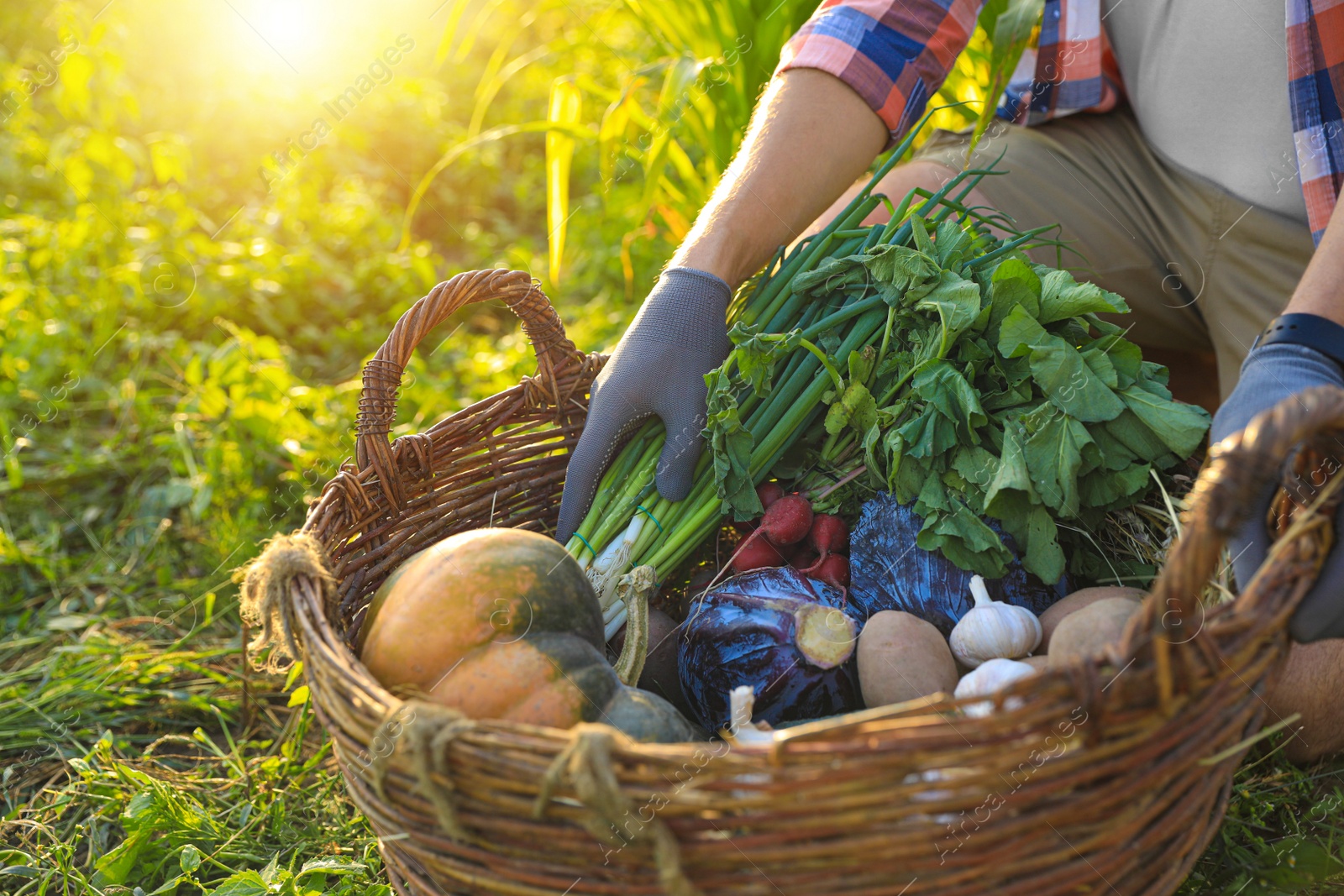 Photo of Man harvesting different fresh ripe vegetables on farm, closeup