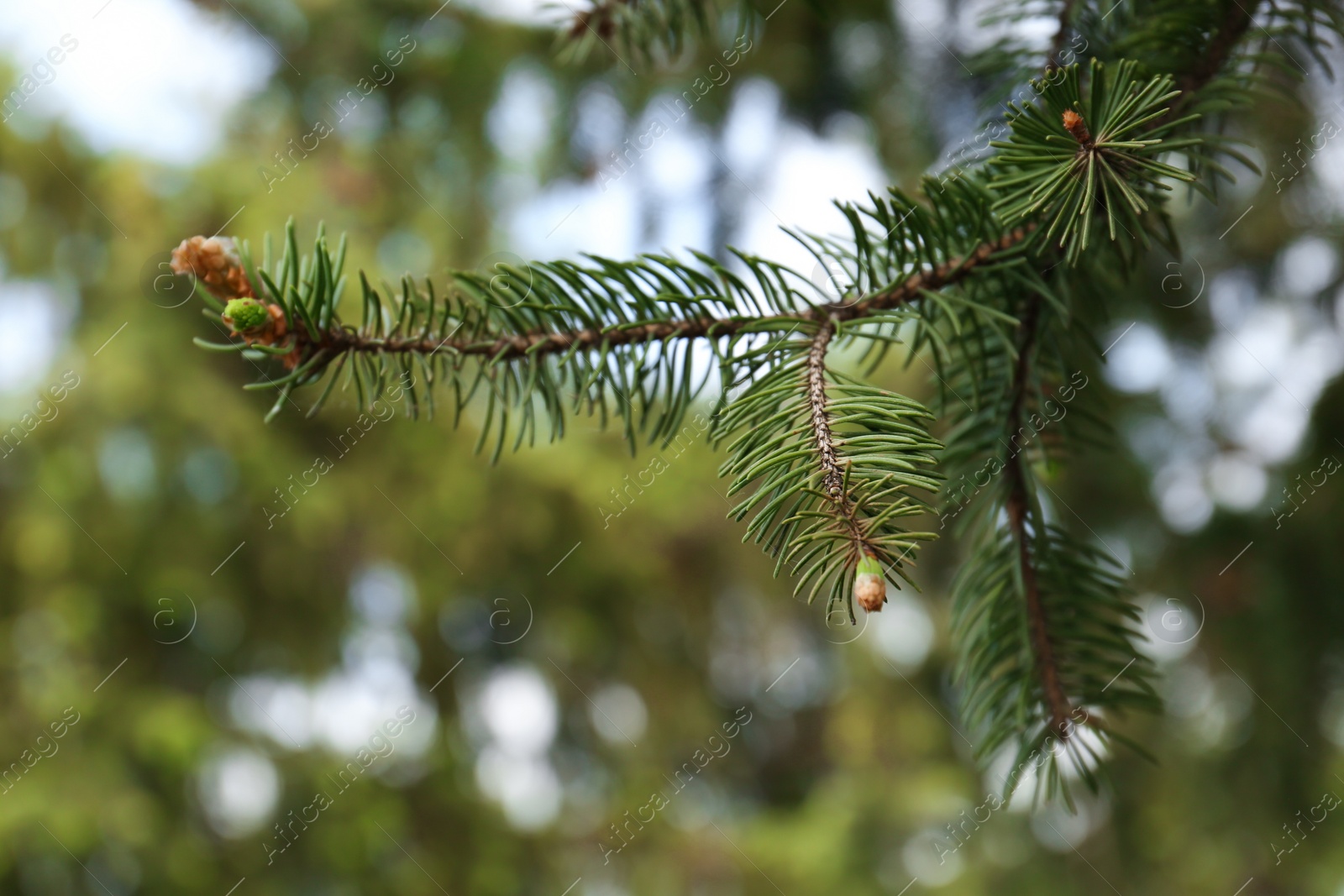 Photo of Beautiful branch of coniferous tree, closeup view