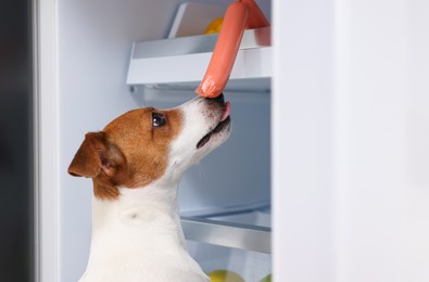 Photo of Cute Jack Russell Terrier trying to steal sausage from refrigerator