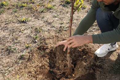 Man planting tree outdoors on sunny day, closeup. Space for text