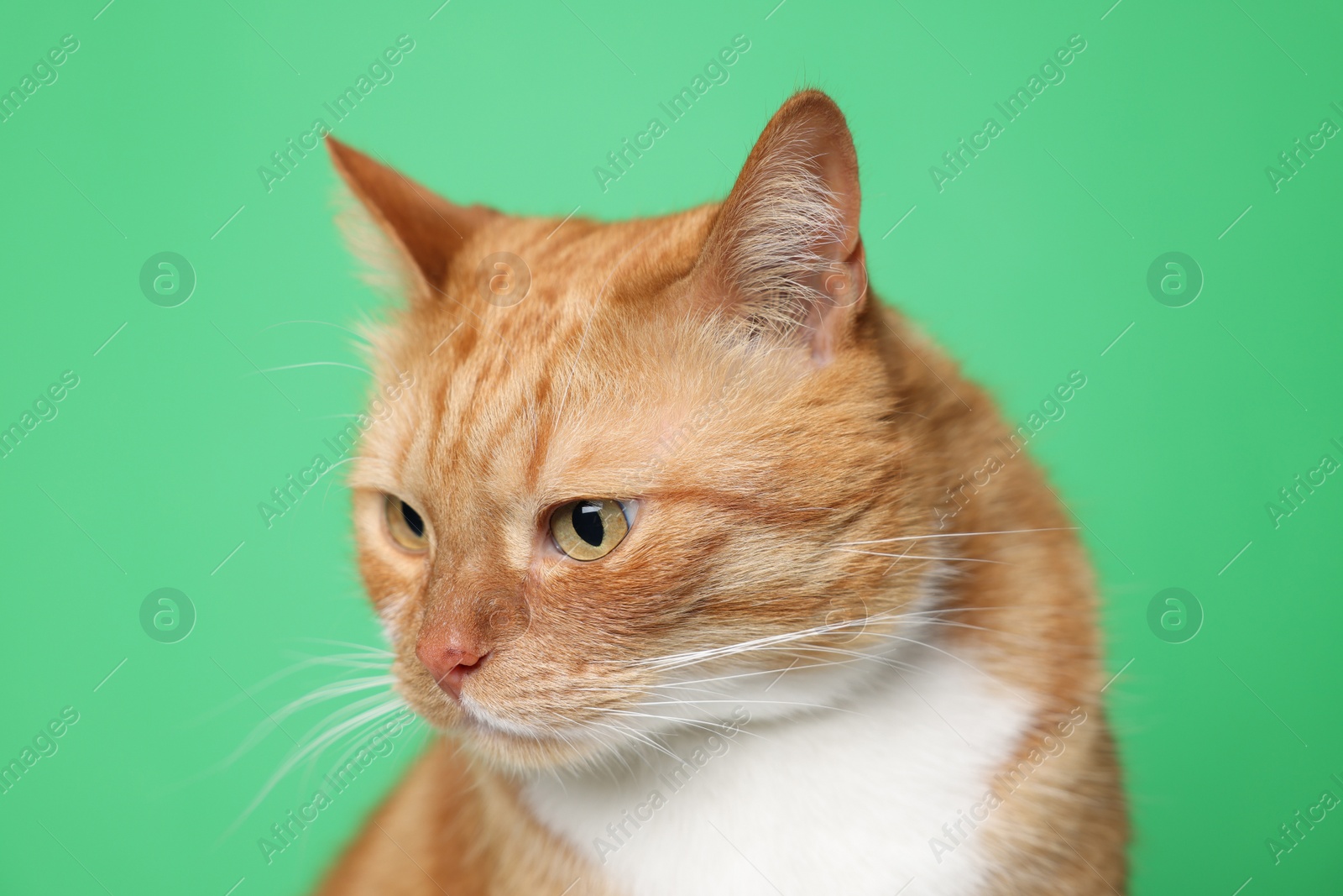 Photo of Cute ginger cat on green background. Adorable pet