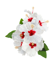 Image of Beautiful tropical hibiscus flowers isolated on white