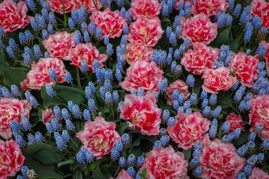 Many beautiful tulip and muscari flowers as background, above view. Spring season