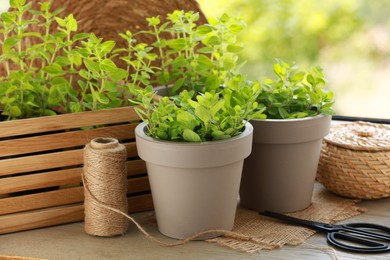 Aromatic potted oregano on wooden table against blurred green background